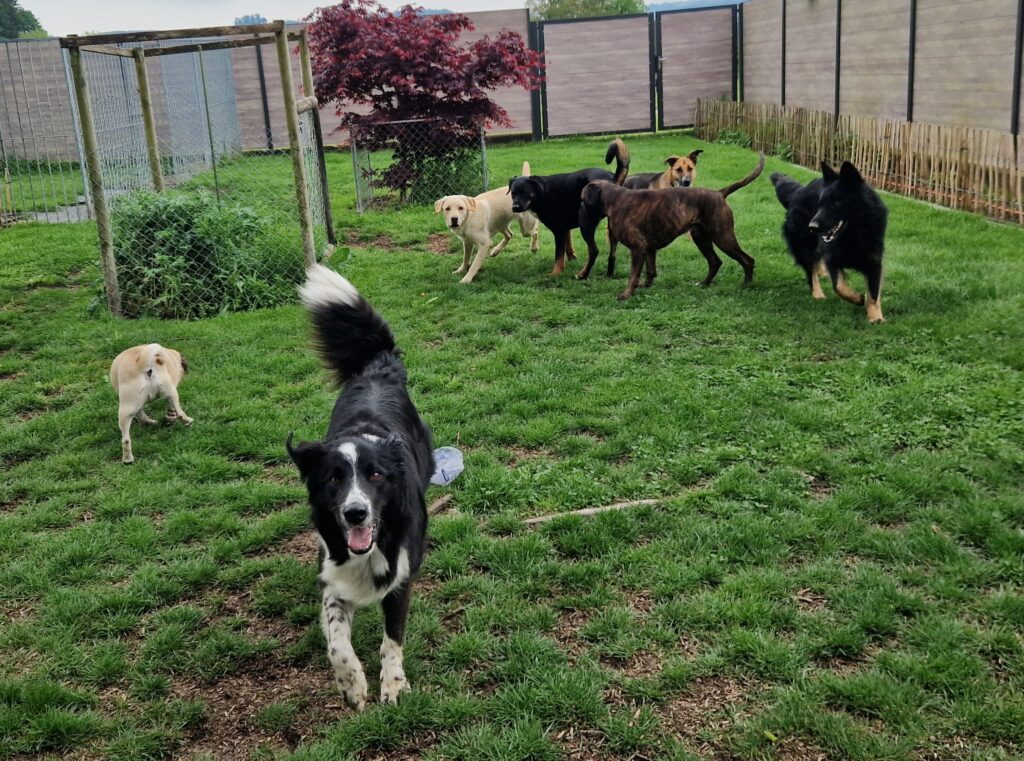 Hundepension