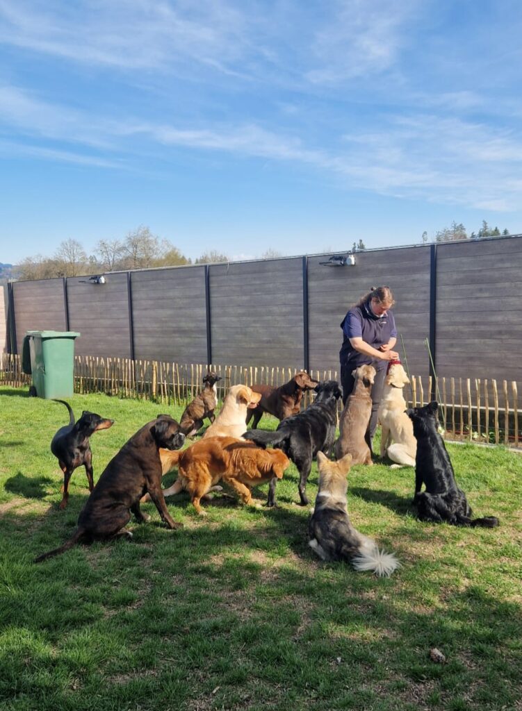 Hundepension1