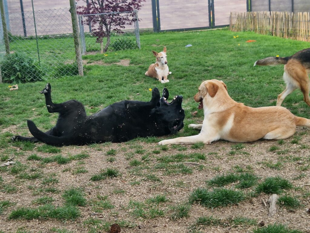 Hundepension2